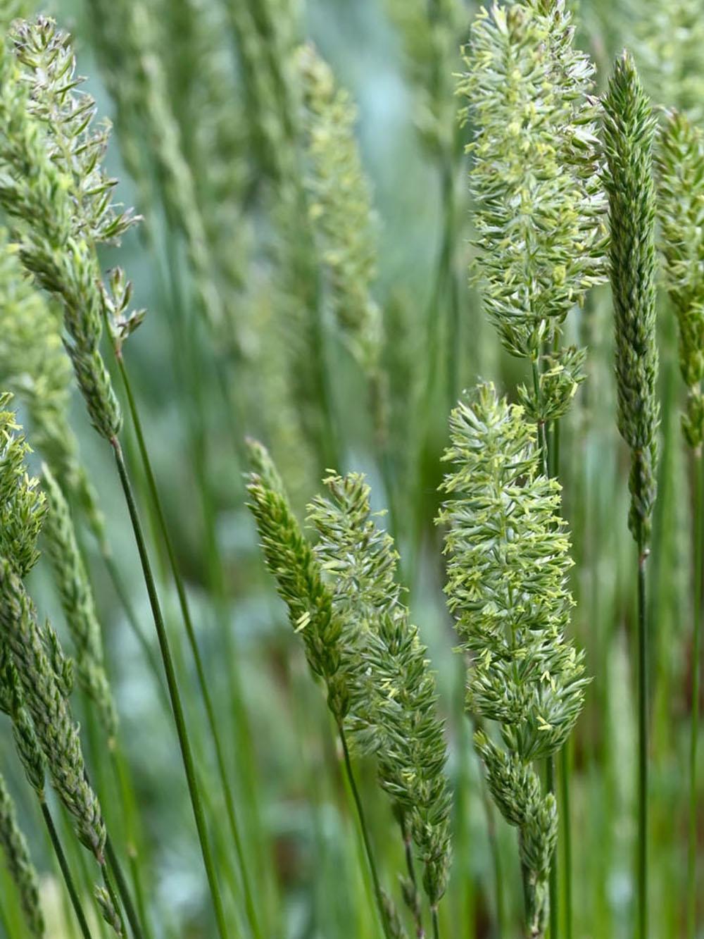 Junegrass